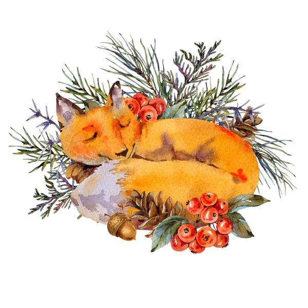 Aquarell Waldfuchs Grußkarte schlafender Fuchs im Wald — Stockfoto