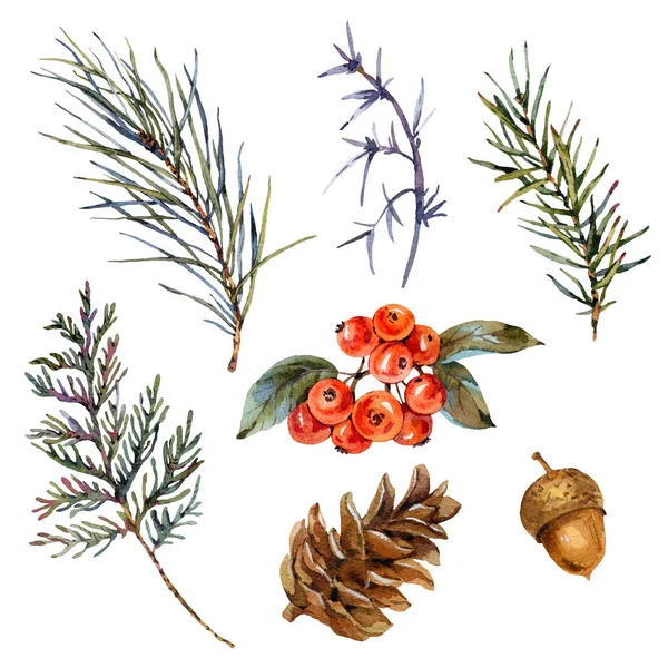 Acuarela invierno conjunto de ramas de abeto, conos de pino, bellota, rojo —  Fotos de Stock
