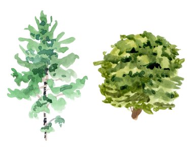 Suluboya huş ağacı, meşe ağacı beyaz arkaplanda izole edilmiş.