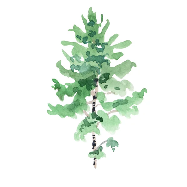 Aquarelle illustration naturelle de bouleau vert, collection d'arbres — Photo