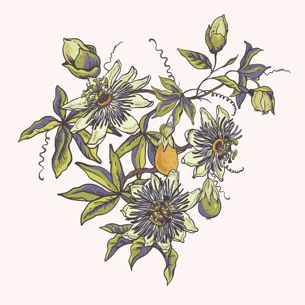 植物的自然集合体。 Passiflora greeting card, flowers, le — 图库矢量图片