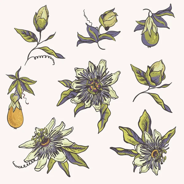 Klasik çiçek doğal koleksiyonu. Passiflora tebrik kartı, flo — Stok Vektör