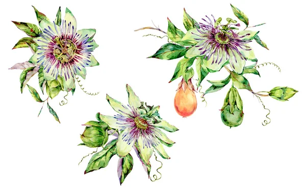 Akvarel Passiflora blahopřání, květiny, listy. Vintage fl — Stock fotografie