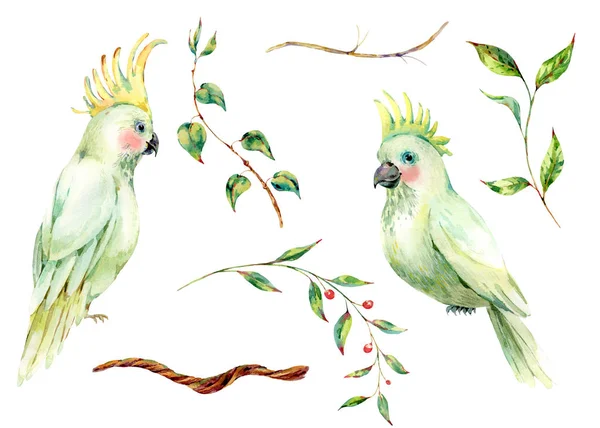Set di pappagallo bianco acquerello, fiori, foglie. Vintage floreale — Foto Stock