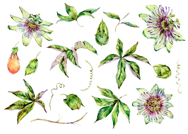 Sada akvarelů Passiflora, květiny, listy. Ročník květinový — Stock fotografie