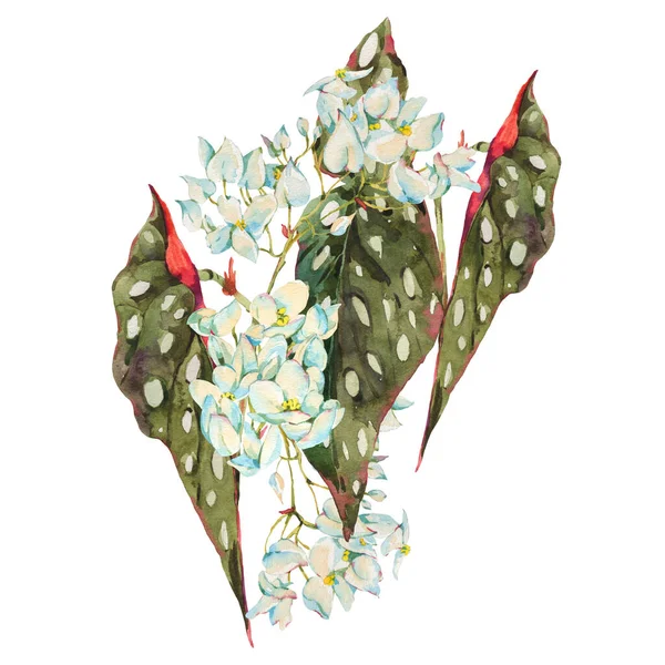 Cartão Saudação Tropical Floral Aquarela Flores Exóticas Begonia Maculata Isolado — Fotografia de Stock