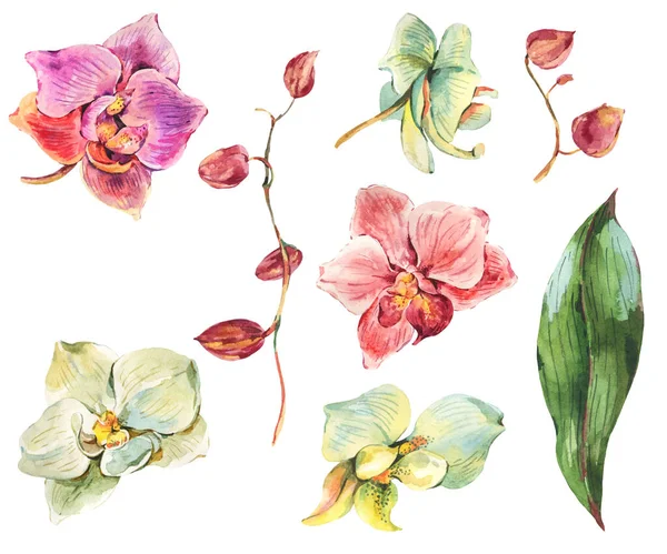 天然古色古香的兰花 奇异的花朵在白色的背景上被隔离 手绘植物设计系列 — 图库照片