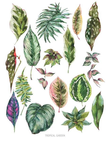 热带树叶的水彩画 奇异的自然景观与白色背景隔离 手绘绿色设计系列 — 图库照片