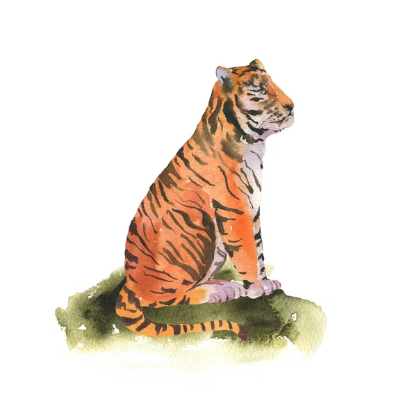 Tigre Acquerello Sull Erba Illustrazione Fauna Selvatica Animale Isolata Sfondo — Foto Stock