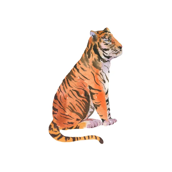 Watercolor Tiger Isolated White Background Animal Wildlife Illustration Vintage Hand — Stock Photo, Image