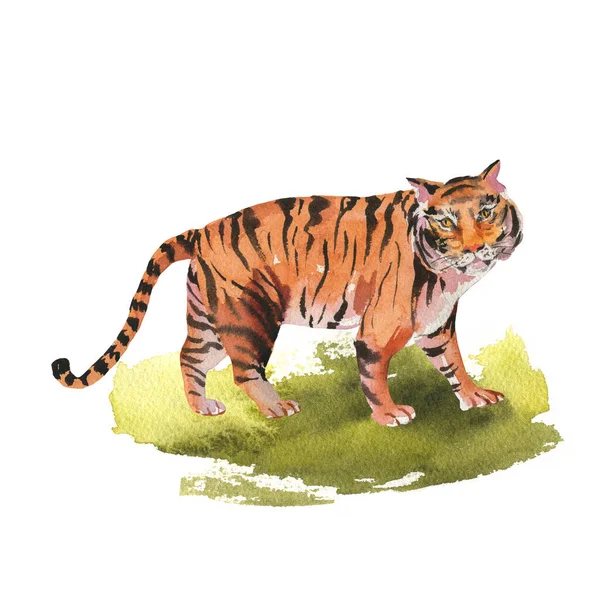 Tigre Aquarela Grama Ilustração Animais Selvagens Isolados Fundo Branco Vintage — Fotografia de Stock