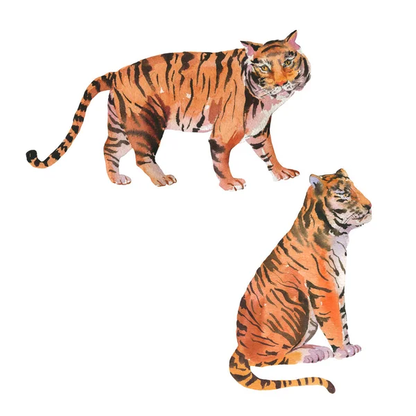 Sada Akvarel Tygr Izolované Bílém Pozadí Zvířecí Ilustrace Ročník Ručně — Stock fotografie