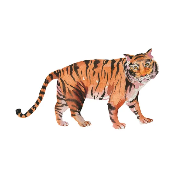 Watercolor Tiger Isolated White Background Animal Wildlife Illustration Vintage Hand — Stock Photo, Image