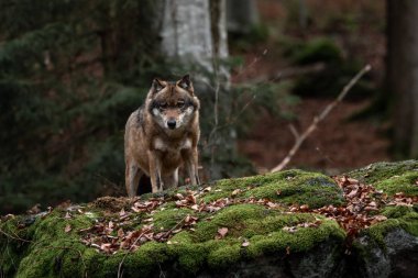 Kurt, Bayerischer Wald Ulusal Parkı, Almanya 'da duruyor.