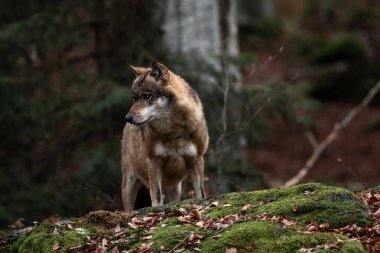 Kurt, Bayerischer Wald Ulusal Parkı, Almanya 'da duruyor.