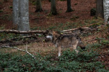 Kurt, Bayerischer Wald Ulusal Parkı, Almanya 'da duruyor.