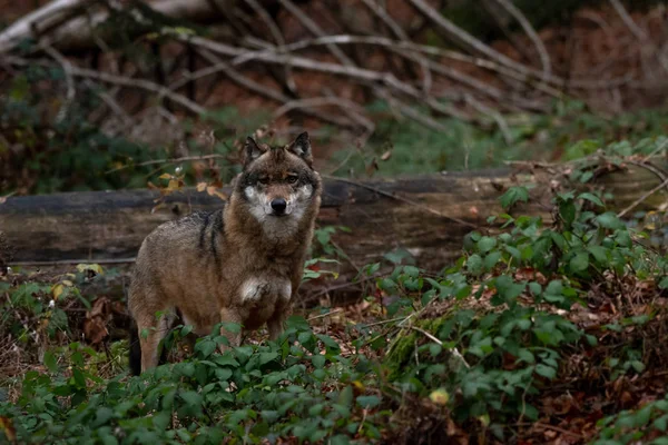 Wolf Está Parque Nacional Bayerischer Wald Alemanha — Fotografia de Stock