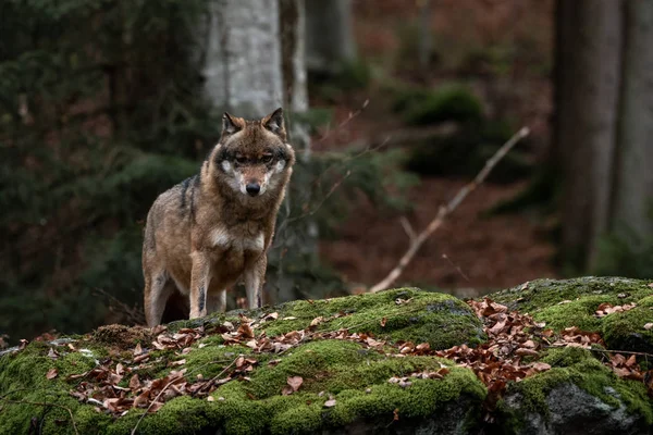 狼站在德国巴伐利亚州沃尔德国家公园 — 图库照片
