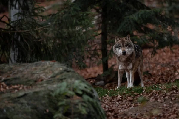 Wolf Steht Nationalpark Bayerischer Wald — Stockfoto