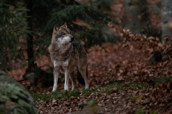狼站在德国巴伐利亚州沃尔德国家公园 — 图库照片