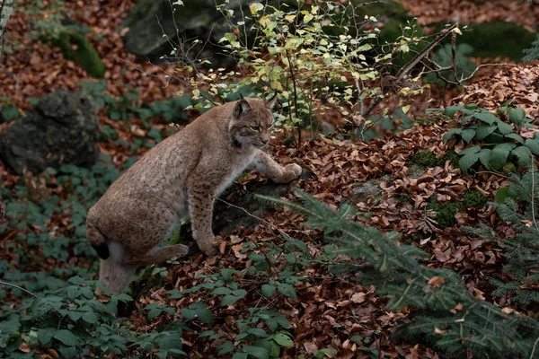 德国巴伐利亚州沃尔德国家公园岩石上的Lynx — 图库照片