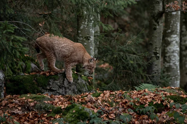 Lynx Rocha Bayerischer Wald National Park Alemanha — Fotografia de Stock