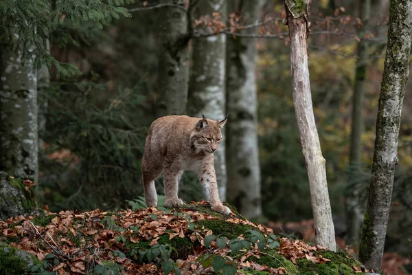 Lynx Rock Bayerischer Wald National Park Germany Ліцензійні Стокові Зображення