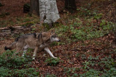 Wolf, Almanya 'nın Bayerischer Wald Ulusal Parkı' ndaki sonbahar ormanında duruyor.