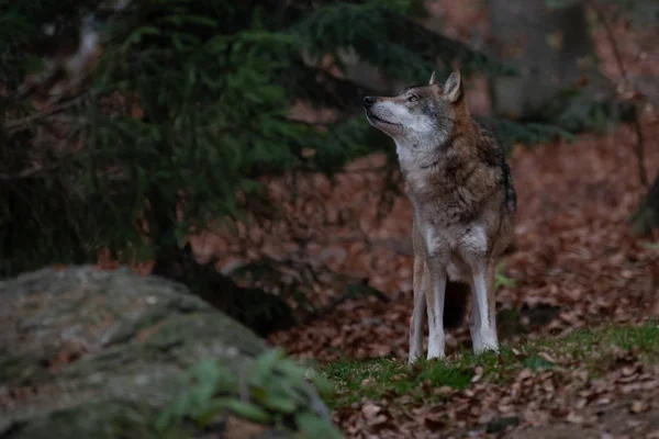 Wolf Está Floresta Outono Parque Nacional Bayerischer Wald Alemanha — Fotografia de Stock