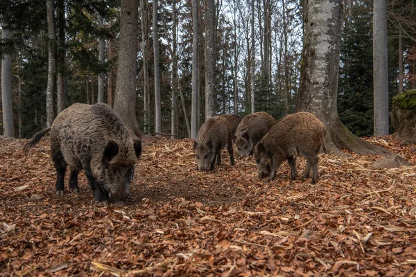 Кабани Стоять Осінньому Лісі Національному Парку Баєришер Вальд Німеччина — стокове фото