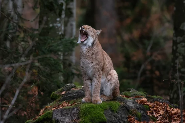 Lynx Sobre Rocha Floresta Outono Bayerischer Wald National Park Alemanha — Fotografia de Stock