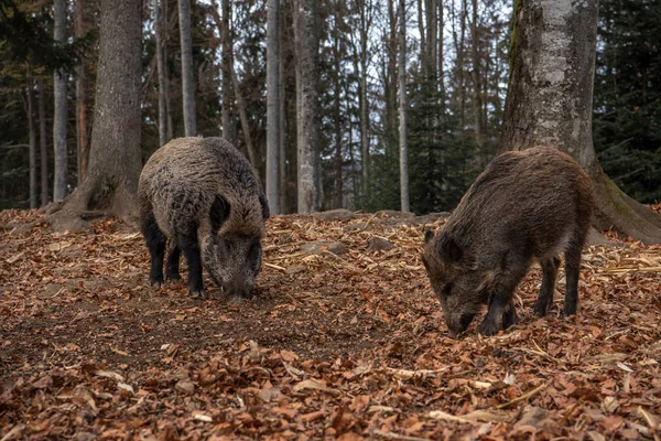 Кабани Стоять Осінньому Лісі Національному Парку Баєришер Вальд Німеччина — стокове фото