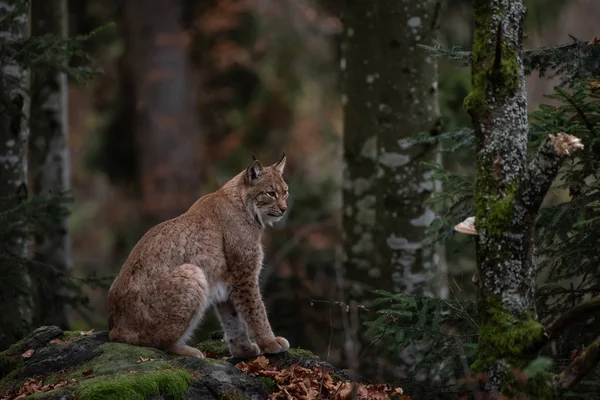Lynx Rock Umn Forest Bayerischer Wald National Park Germany Стокова Картинка