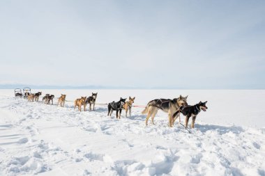 Sibirya Husky kızak köpekleri, Baykal Gölü, Sibirya, Rusya