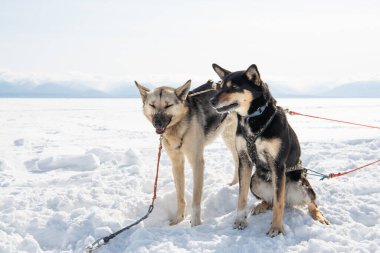 Sibirya Husky kızak köpekleri, Baykal Gölü, Sibirya, Rusya