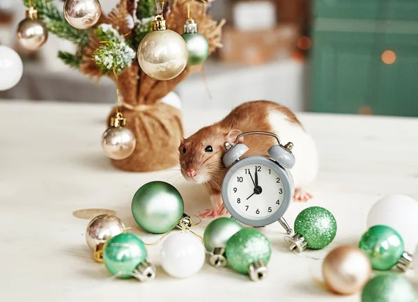 Vánoční krysa Symbol nového roku2020. Rok krysy. Čínský Nový rok2020. Vánoční hračky, bokeh. Krysa na pozadí vánoční výzdoby. Vánoční přání šablona - Nový rok ra — Stock fotografie