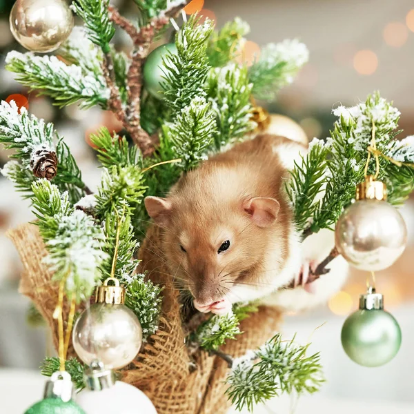 Rata de Navidad Símbolo del nuevo año 2020. Año de la rata. Año Nuevo chino 2020. Juguetes de Navidad, bokeh. Rata en el fondo de las decoraciones navideñas. Plantilla de tarjeta de felicitación de Navidad - año nuevo — Foto de Stock