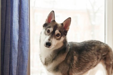 Ev portresi, iri yarı, ciddi bakışlı bir köpek. Güzel Sibirya Husky siyah ve beyaz rengi. Posta kartı ve takvim şablonu. Köpek evde..