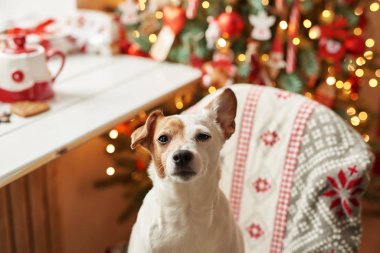 Mutlu noeller. Noel ağacı ve hediyelerle süslenmiş köpek Jack Russell Terrier evimizde. İyi bayramlar ve Noel arifeleri diler. Kartpostal şablonu ve takvim. Noel köpeği Jack Russell Terrier