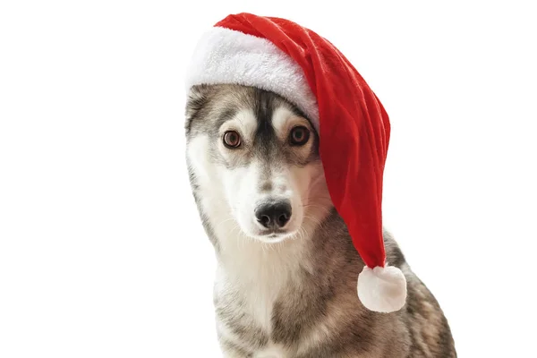 Husky-Hund mit Weihnachtsmütze. Porträt des niedlichen sibirischen Huskys mit rotem Weihnachtsmann-Hut. Weihnachten Husky Hund. Postkarte und Kalendervorlage. Nahaufnahme Porträt eines niedlichen, lustigen und glücklichen Hundes. — Stockfoto
