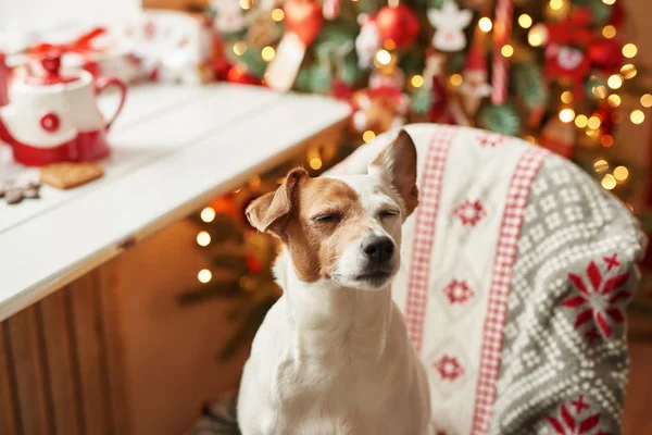 Mutlu noeller. Noel ağacı ve hediyelerle süslenmiş köpek Jack Russell Terrier evimizde. İyi bayramlar ve Noel arifeleri diler. Kartpostal şablonu ve takvim. Noel köpeği Jack Russell Terrier