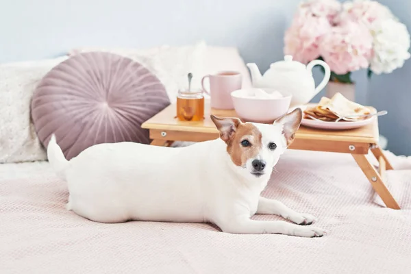 Breakfast in bed in hotel room. Accommodation. Breakfast in bed with tea cup with pancakes on tray on bed background top view. Copy Space. Romantic valentine's day breakfast. Dog Jack Russell Terrier — 스톡 사진