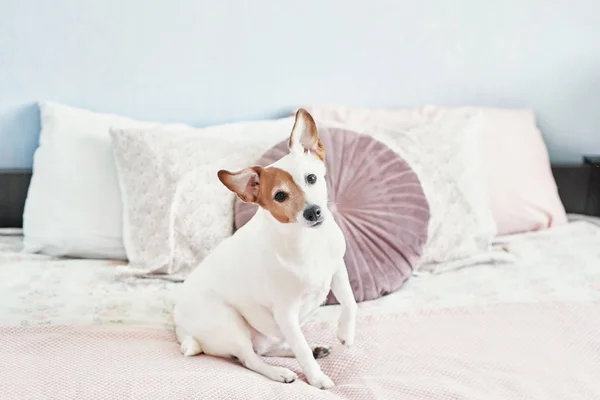 Dog Jack Russell Terrier on bed. Happy home atmosphere mood. Petfriendly (dogfriendly) hotel. Dog sleeping on blanket in bed in bedroom. Funny dog lying in bed. Dog having relaxing time.Vet clini? — 스톡 사진