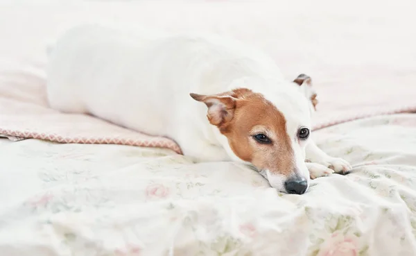 Kutya Jack Russell Terrier az ágyban. Boldog otthoni hangulatot. Petfriendly (kutyabarát) szálloda. A kutya takarón alszik a hálószobában. Vicces kutya fekszik az ágyban. Kutya, amelynek pihentető idő.Vet clini? — Stock Fotó