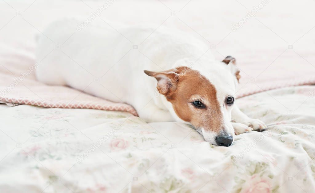 Dog Jack Russell Terrier on bed. Happy home atmosphere mood. Petfriendly (dogfriendly) hotel. Dog sleeping on blanket in bed in bedroom. Funny dog lying in bed. Dog having relaxing time.Vet clini?