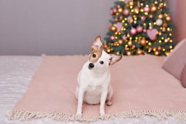 Noel Jack Russell Terrier köpeği. Hayvanların otel konsepti. Veteriner kliniği. Hayvan Takvim Şablonu. Köpekli Noel kartı. Hayvan barınağı. Çocuklar için bir hediye, insanın en iyi dostu. Veteriner..