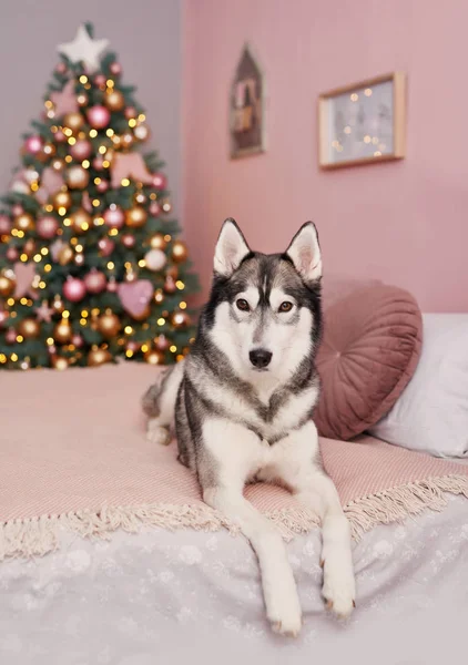 Cão de Natal Husky. Conceito de hotel para animais. Vetclinic. Modelo de Calendário Animal. Cartão de Natal com cão. Abrigo de animais. Presente para crianças, o melhor amigo do homem.Veterinário. Puppy Ano Novo — Fotografia de Stock