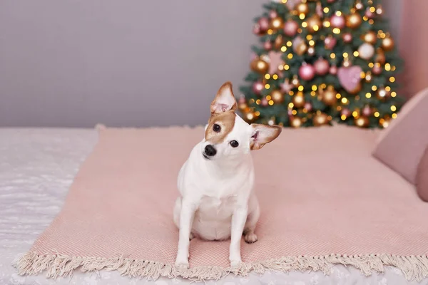 Karácsonyi Jack Russell Terrier kutya. Hotel koncepció az állatok számára. Állatklinika. Állat naptár sablonja. Karácsonyi üdvözlőlap kutyával. Állatmenhely. Ajándék gyerekeknek, az ember legjobb barátja.Állatorvosi. — Stock Fotó