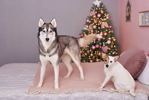 Natal Jack Russell Terrier e husky. Conceito de hotel para animais. Vetclinic. Modelo de Calendário Animal. Cartão de Natal com cão. Abrigo de animais. Presente para crianças, melhor amigo do homem.Veterinária . — Fotografia de Stock