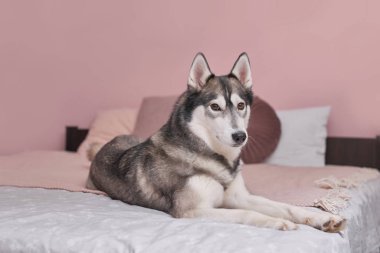 Yatakta pembenin içinde iri yarı bir köpek. Hayvanların otel konsepti. Veteriner kliniği. Hayvan Takvim Şablonu. Köpekli tebrik kartı. Hayvan barınağı. Çocuklar için bir hediye, insanın en iyi dostu - köpek.